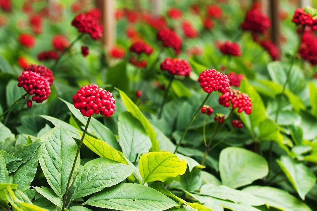 Güç için ginseng şifalı bitki