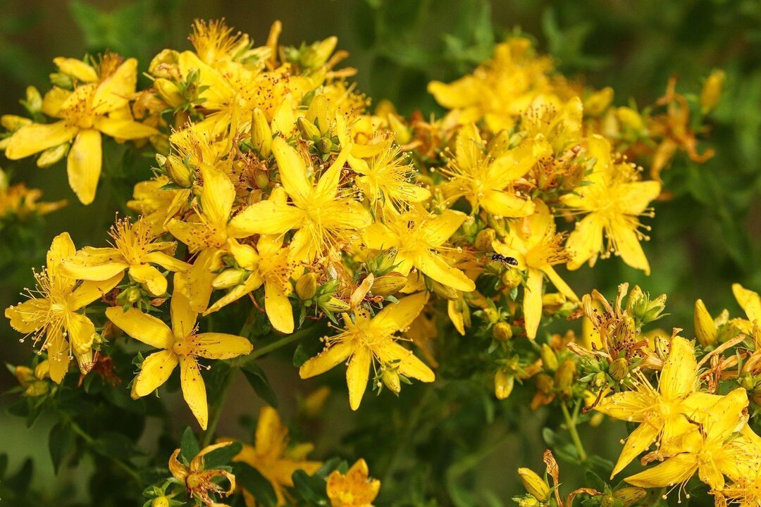 Potens için St. John's wort